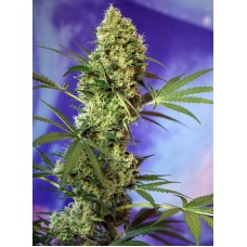 Big Devil Auto - Sweet Seeds
